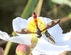 Ocyptamus fuscipennis image