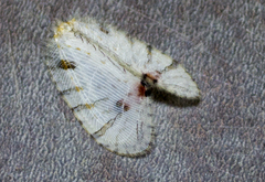 Psychopsis mimica