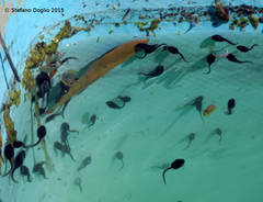 Bufotes viridis balearicus