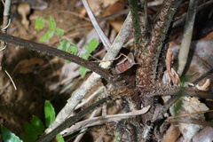 Cyathea petiolata