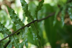 Cyathea petiolata
