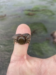 Petrolisthes cabrilloi