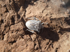 Prionosoma podopioides