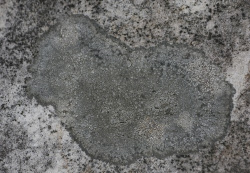 Aspicilia laevata image