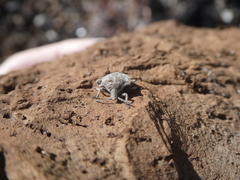 Prionosoma podopioides