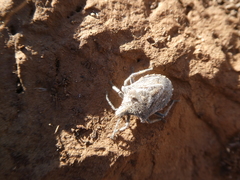 Prionosoma podopioides