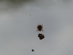 Araneidae