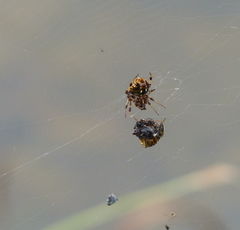 Araneidae