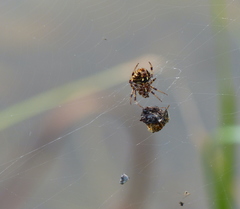 Araneidae