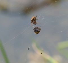 Araneidae