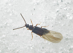 Carcinocephalus flavidus