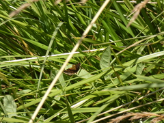 Butleria