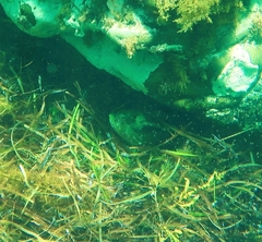 Notolabrus parilus