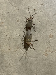 Probergrothius