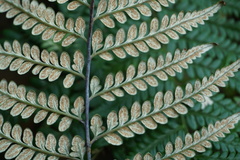 Pityrogramma dealbata
