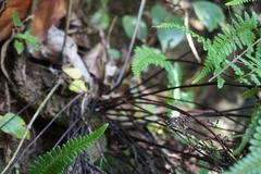 Pityrogramma dealbata
