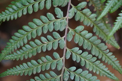 Pityrogramma dealbata