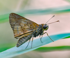 Psoralis stacara