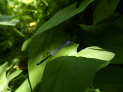 Cyanallagma interruptum