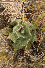 Agave colorata