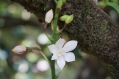 Caularthron bilamellatum