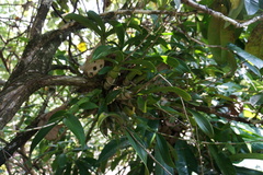 Caularthron bilamellatum