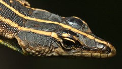 Platysaurus minor