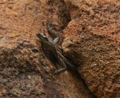 Platysaurus minor