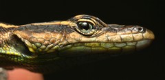 Platysaurus minor