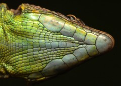 Platysaurus minor