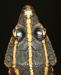Platysaurus minor