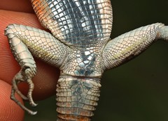 Platysaurus minor