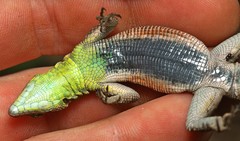 Platysaurus minor