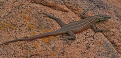 Platysaurus minor