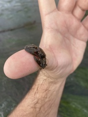 Petrolisthes cabrilloi
