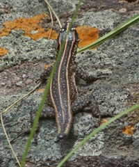 Platysaurus minor