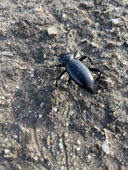 Coelocnemis dilaticollis