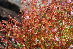 Schwackaea cupheoides