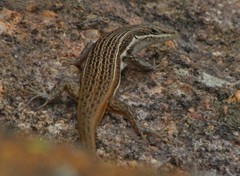 Trachylepis laevigata