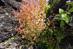 Schwackaea cupheoides