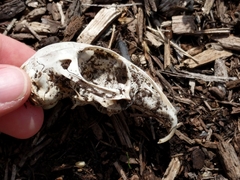 Sylvilagus floridanus