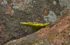 Platysaurus minor