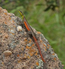 Platysaurus minor
