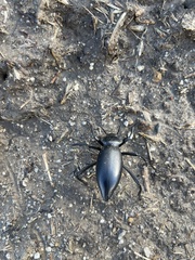 Coelocnemis dilaticollis