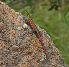 Platysaurus minor