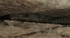 Smaug breyeri