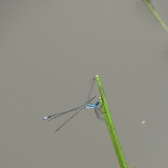 Lestes forficula