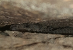 Smaug breyeri