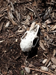 Sylvilagus floridanus