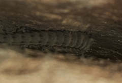 Smaug breyeri